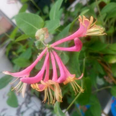 Lonicera x heckrottii 'Gold Flame'