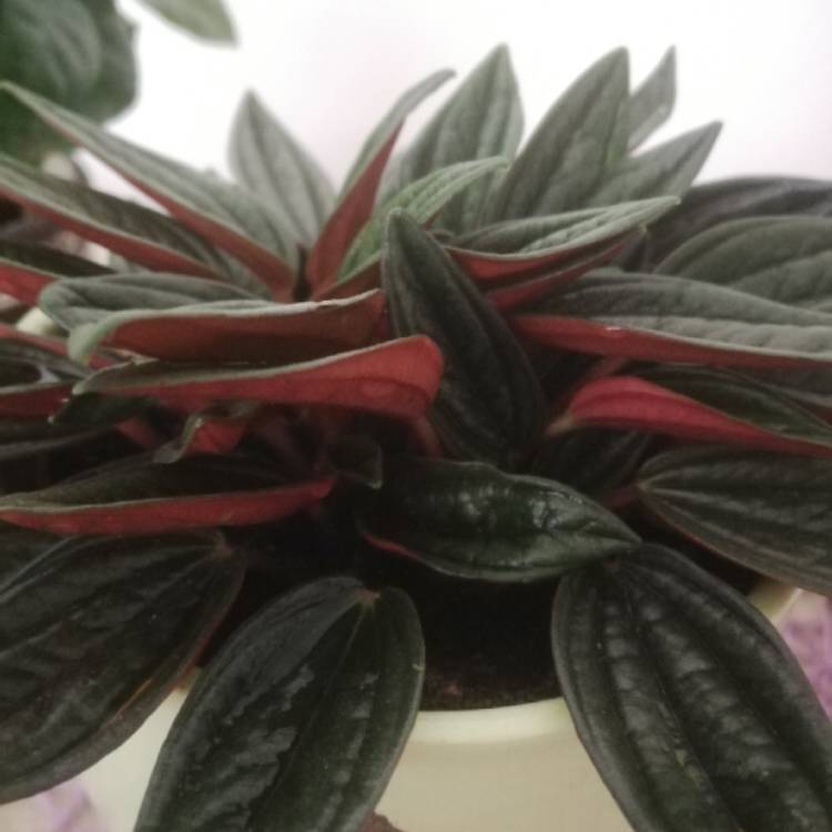 Plant image Peperomia caperata 'Rosso'