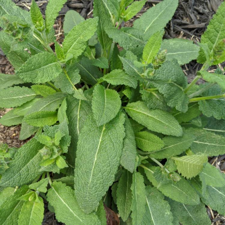 Plant image Salvia x sylvestris 'Mainacht' syn. Salvia x sylvestris 'May Night'