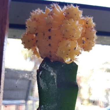 Moon Cactus (Graft)