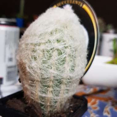 Old Man Cactus