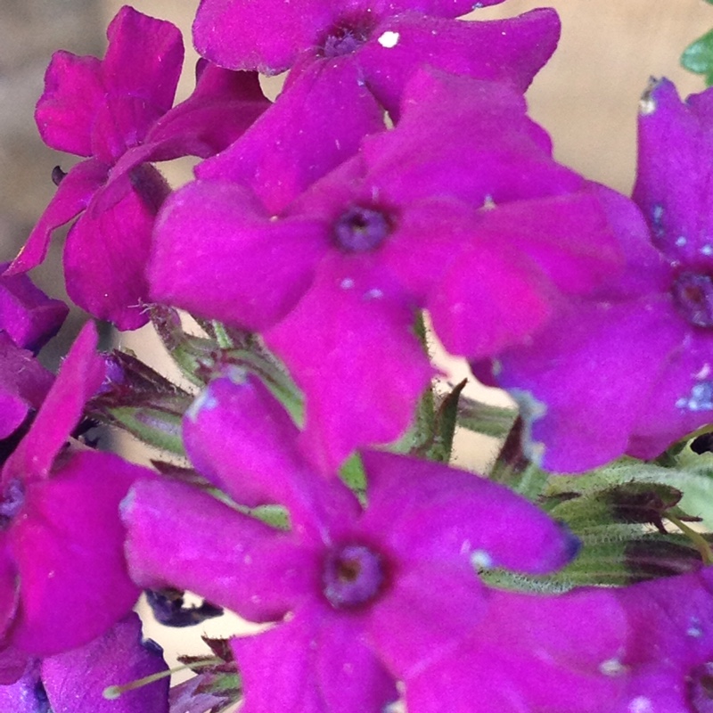 Plant image Verbena 'Aztec Purple Magic'