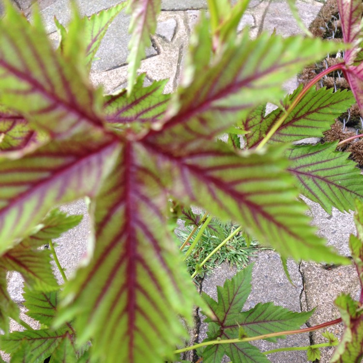 Plant image Filipendula 'Red Umbrellas'