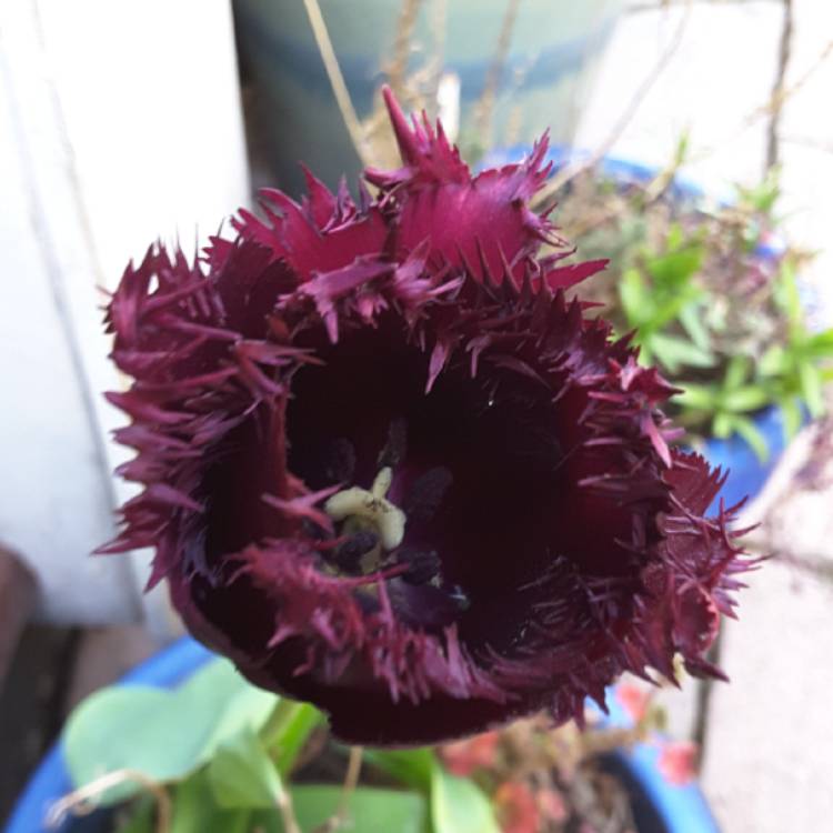 Plant image Tulipa 'Black Parrot'