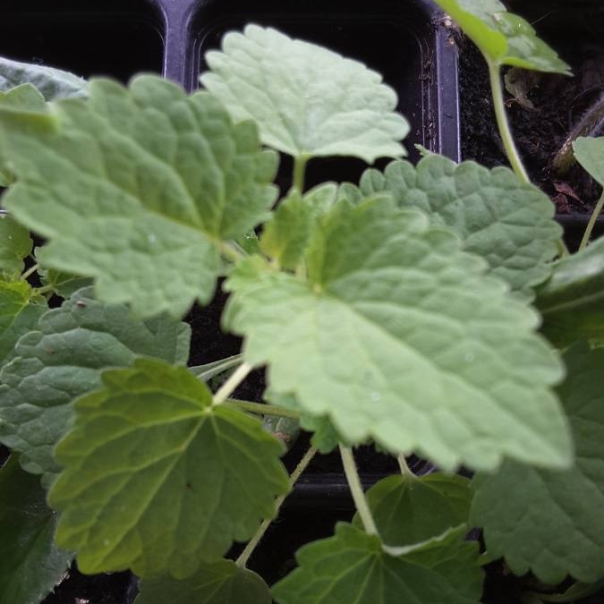 Plant image Agastache mexicana 'Red Fortune'