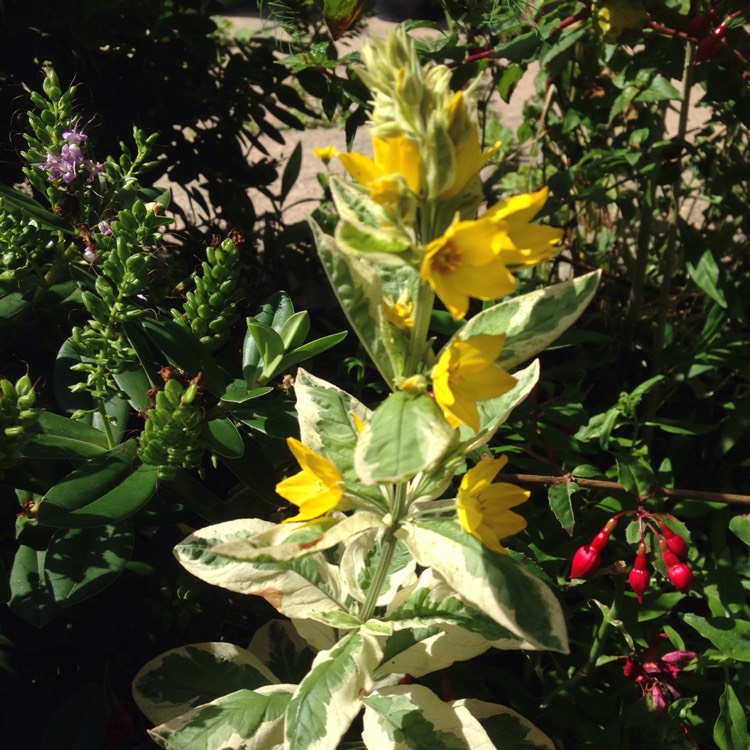 Plant image Lysimachia congestiflora