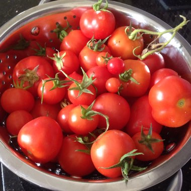 Solanum lycopersicum  syn. Lycopersicon lycopersicum