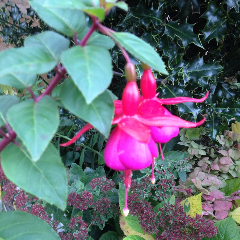 Fuchsia 'Beacon'