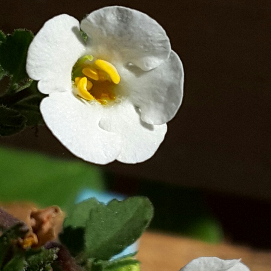 Plant image Bacopa Abunda 'Colossal White'