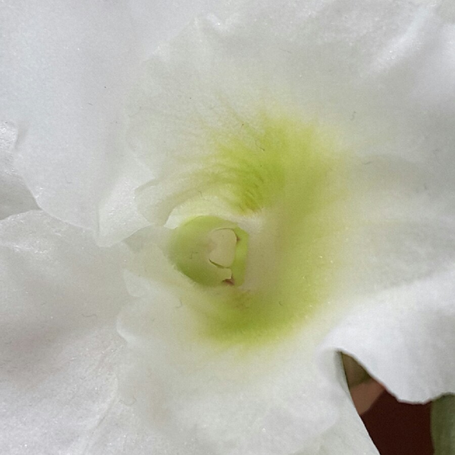 plant image 149748