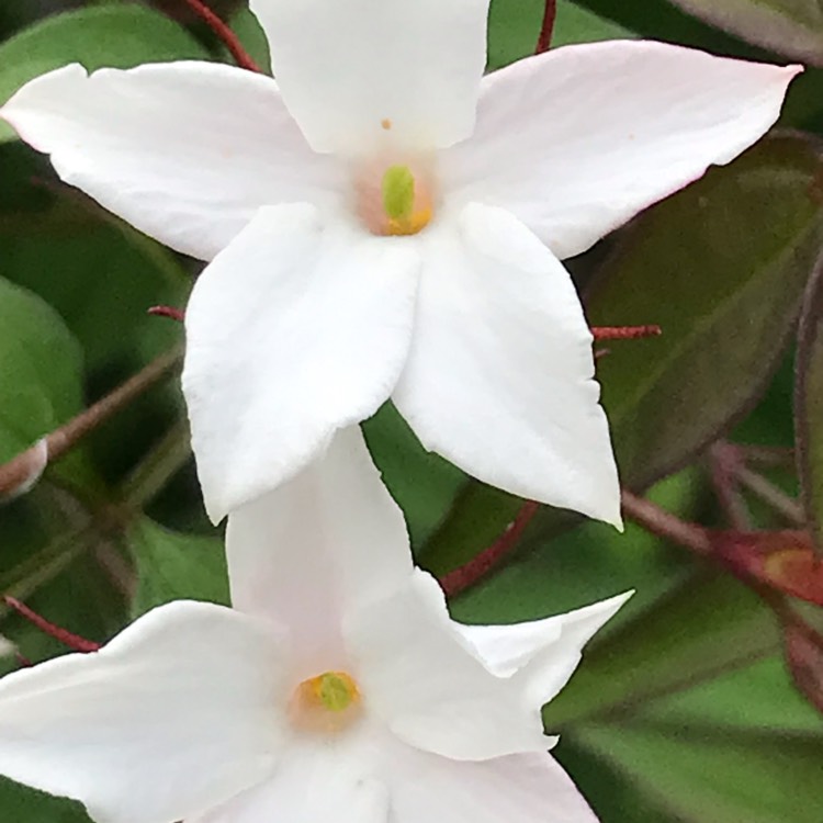 plant image 1504795