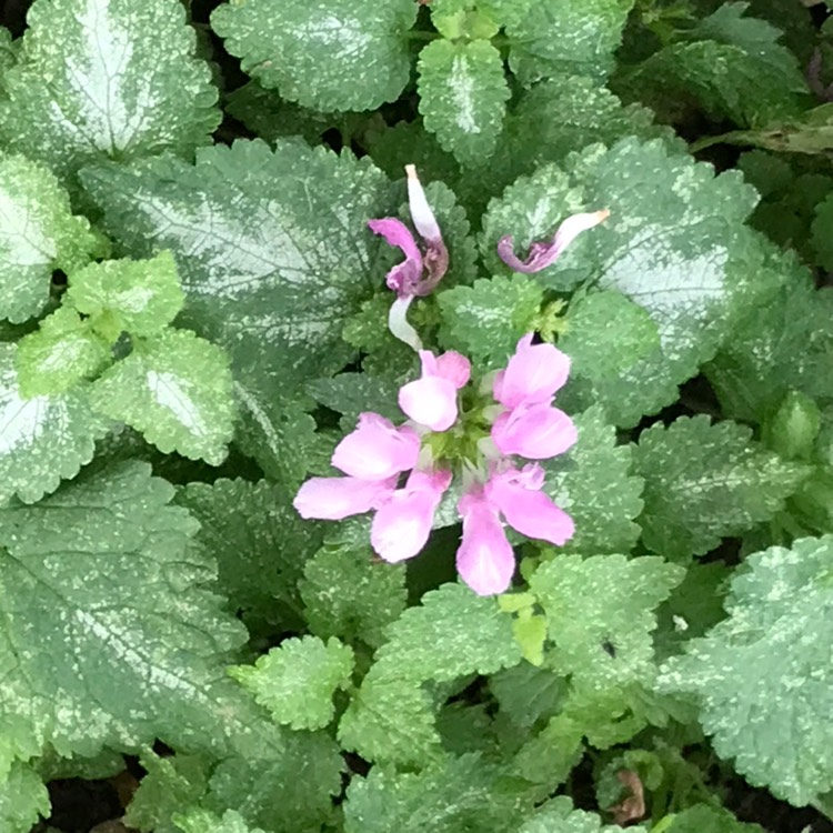 Plant image Lamium