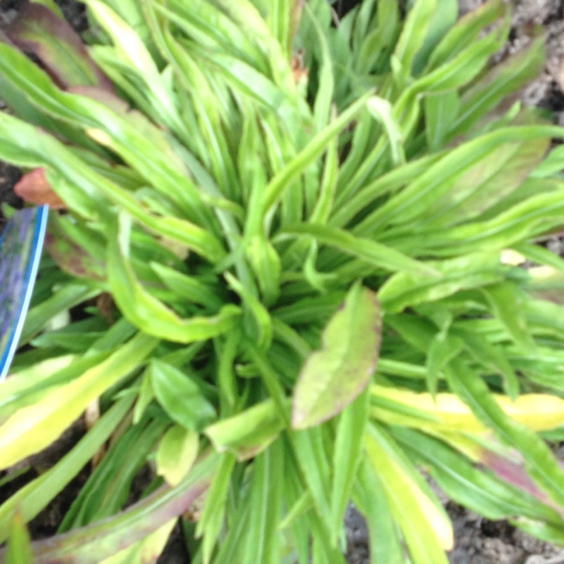 Plant image Campanula medium