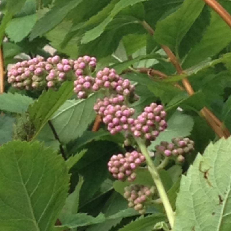 Plant image Spiraea douglasii