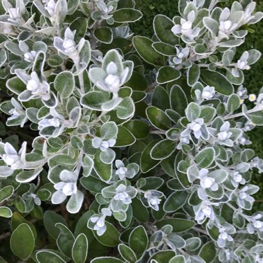 Silver ragwort