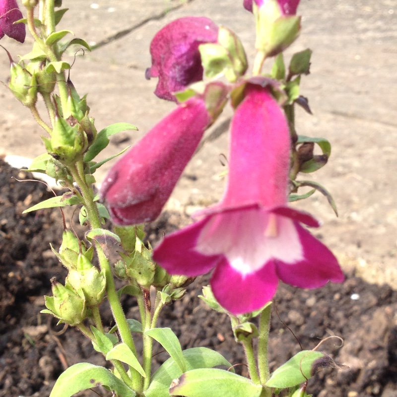 Plant image Penstemon 'Violet'