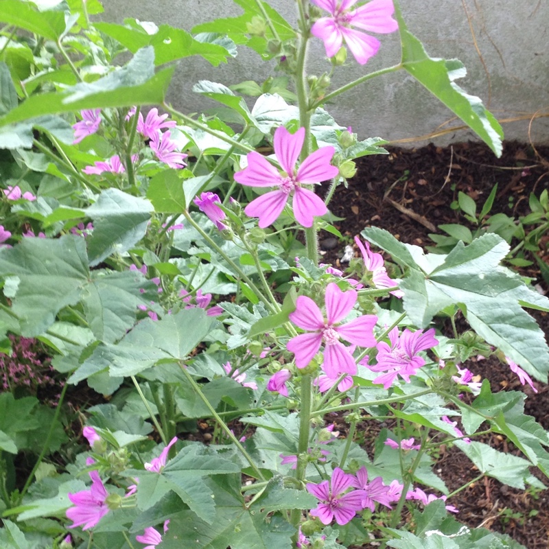 Plant image Malva sylvestris