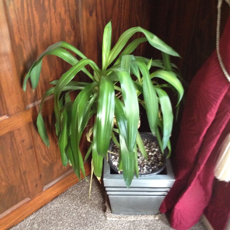 Plant image Yucca gloriosa 'Variegata'