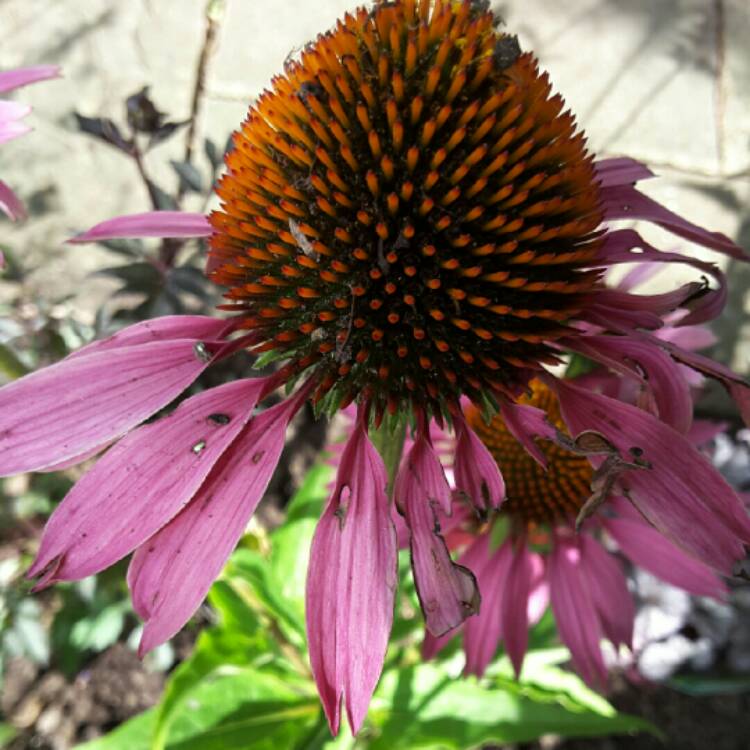 Plant image Echinacea purpurea 'Rubinstern' syn Echinacea purpurea 'Ruby Star'