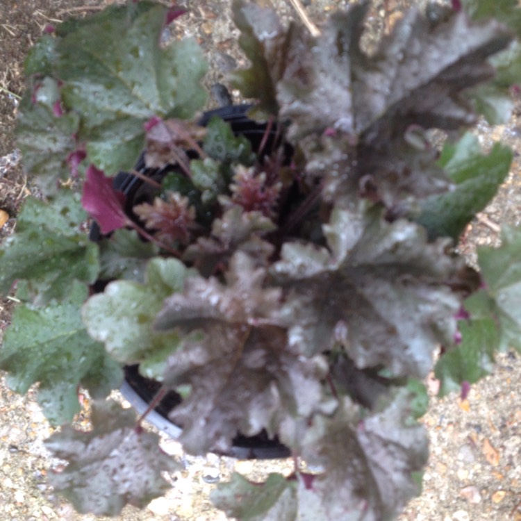 Plant image Heuchera 'Metallic Shimmer'