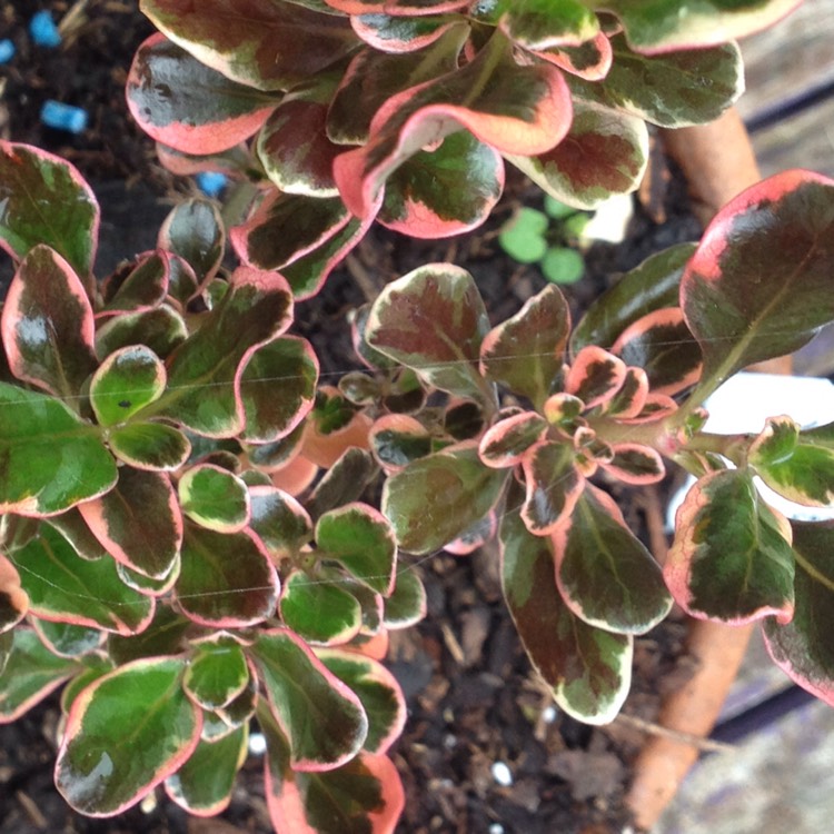 Plant image Coprosma repens 'Pacific Dawn'