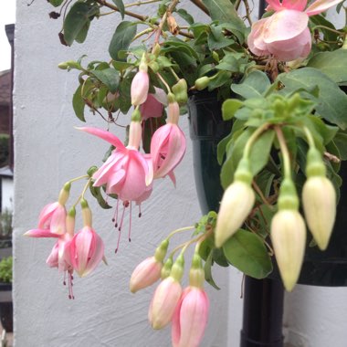 Fuchsia 'Pink Marshmallow'