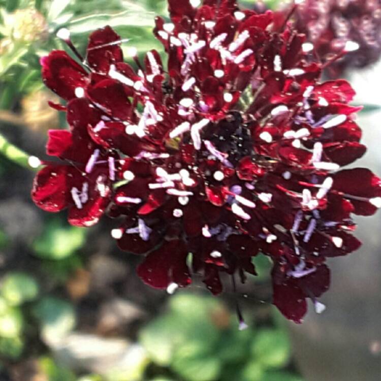 Plant image Scabiosa 'Ace of Spades'