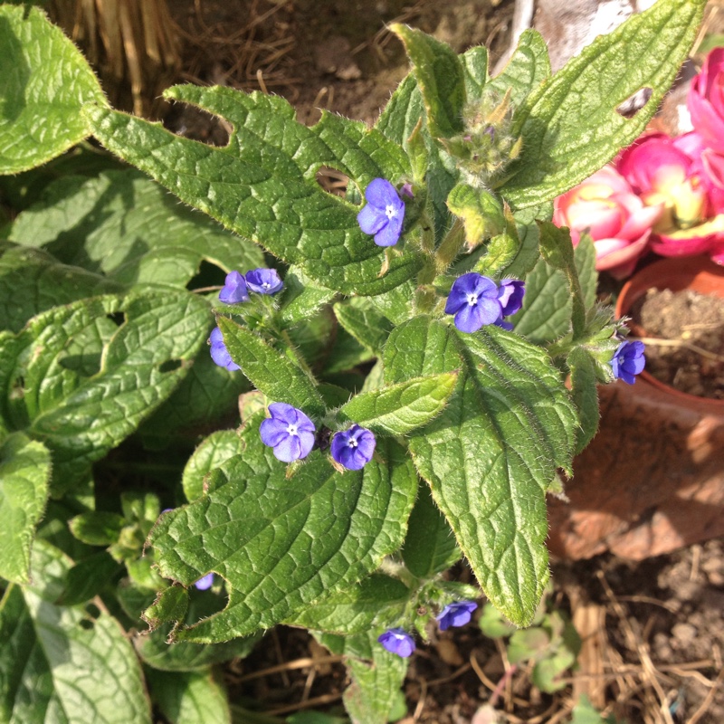 Pentaglottis Sempervirens