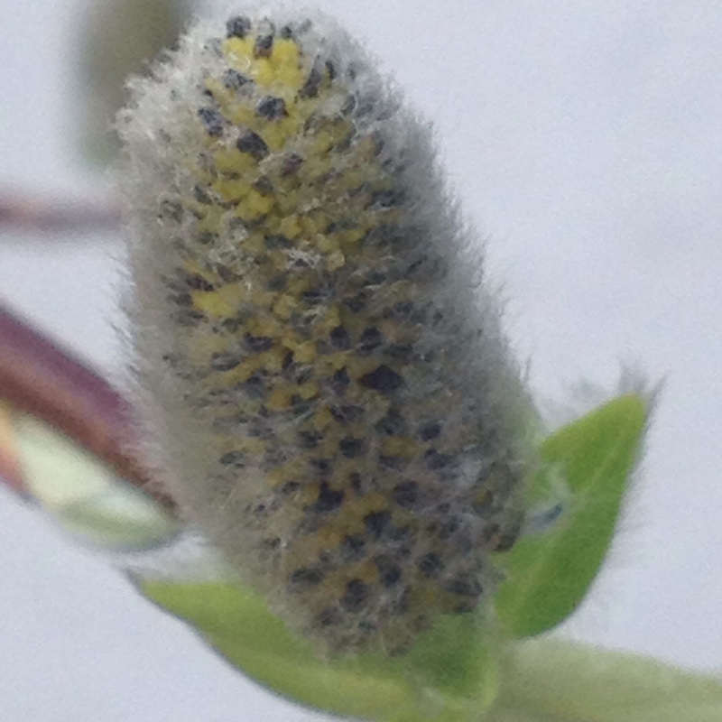 Salix babylonica