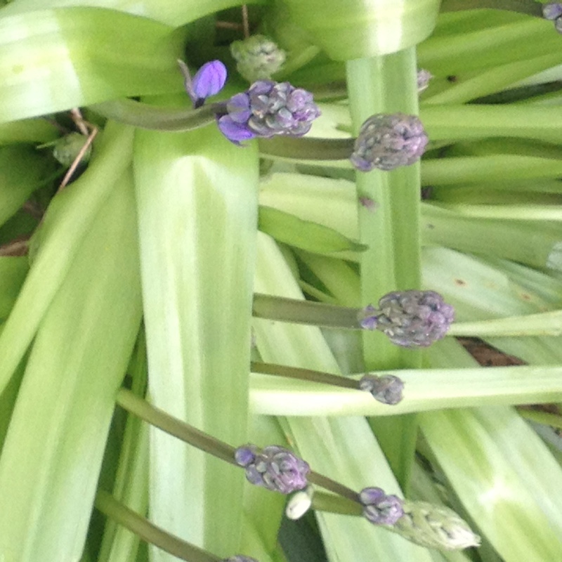 Hyacinthoides non-scripta