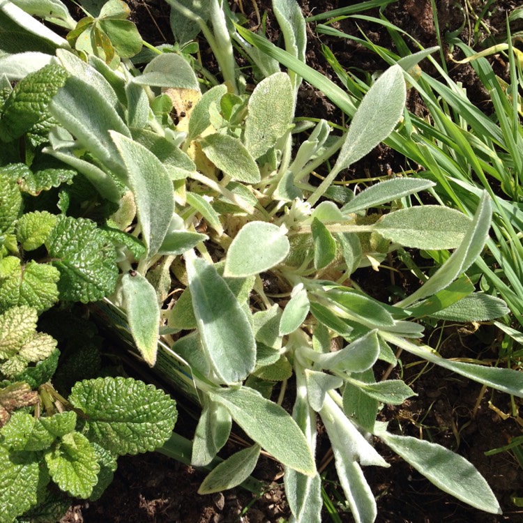 Plant image Stachys