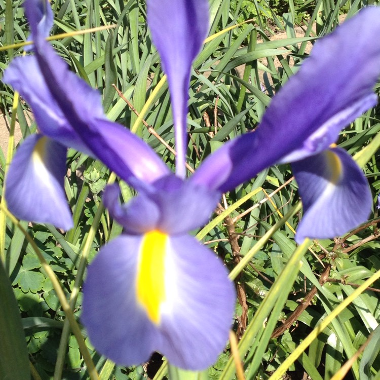 Plant image Iris Latifola