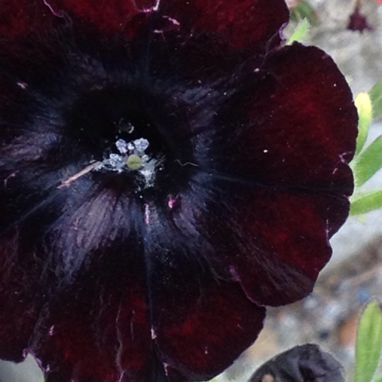 Plant image Viola cornuta 'Black Out'