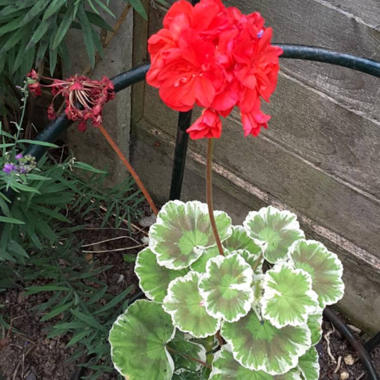 Plant image Pelargonium 'Wilhelm Langath'