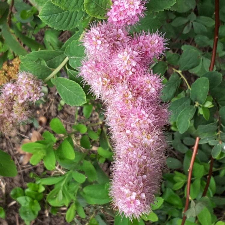 Plant image Spiraea billardii 'Triumphans'