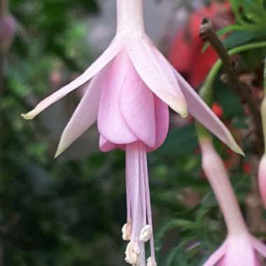 Fuchsia 'White Knights Blush'