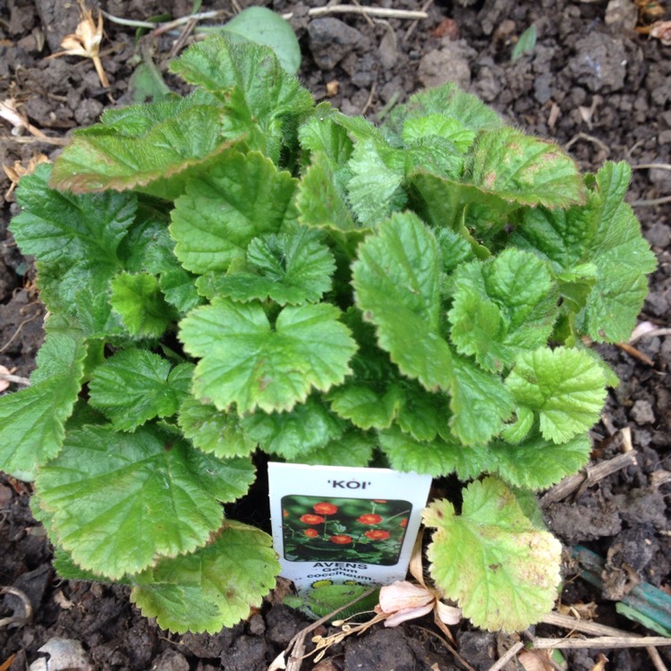 Plant image Geum coccineum 'Koi'