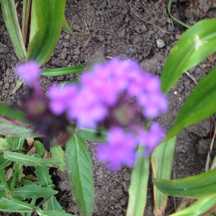 Plant image Verbena 'Santos'