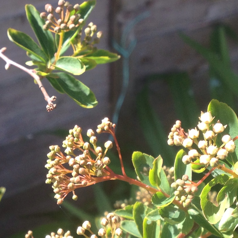 Plant image Spiraea