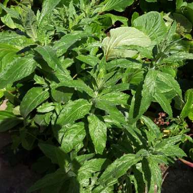 Epilobium angustifolium syn. Chamaenerion angustifolium