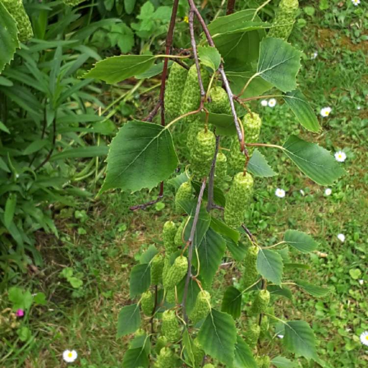 Plant image Betula pendula 'Royal Frost'