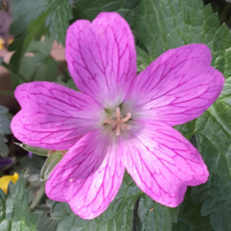 Plant image Geranium x oxonianum 'A.T. Johnson'