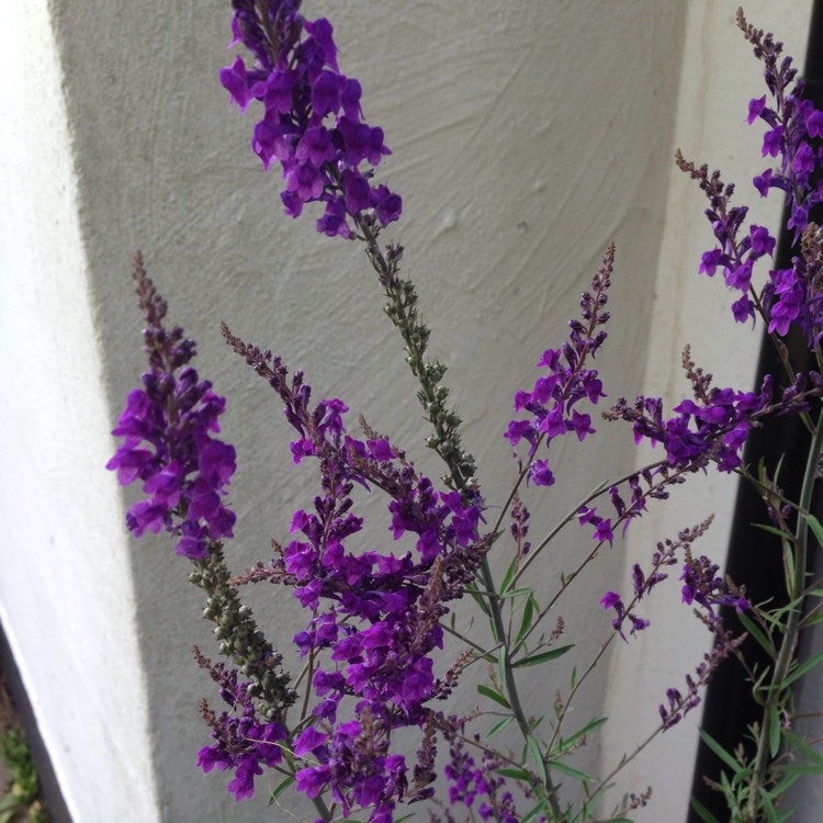 Plant image Linaria purpurea 'Canon Went'