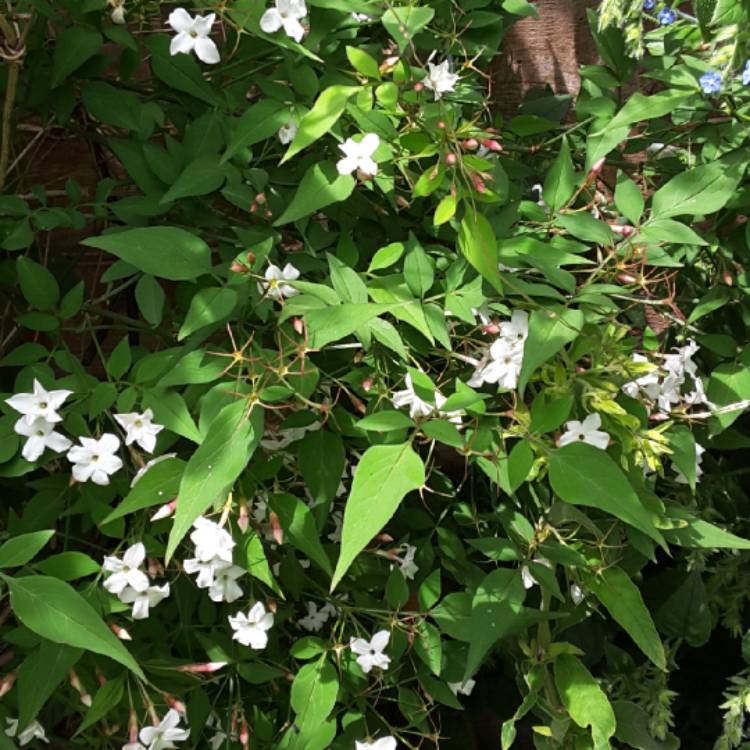 Plant image Jasminum 'Angulare'