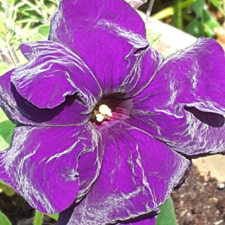 Plant image Petunia 'Cascadias Purple' (Cascadias Series) syn. Petunia 'Purple'