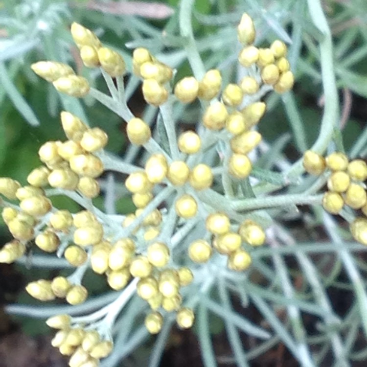 Plant image Helichrysum italicum subsp. serotinum