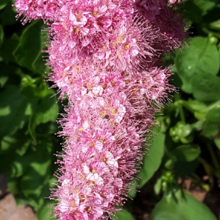 Plant image Spiraea douglasii