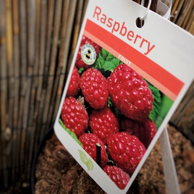 Rubus idaeus