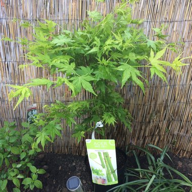 Acer palmatum 'Sonkootgre' syn. Acer palmatum 'Going Green'