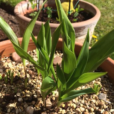 Convallaria majalis